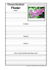 Pflanzensteckbrief-Flieder.pdf